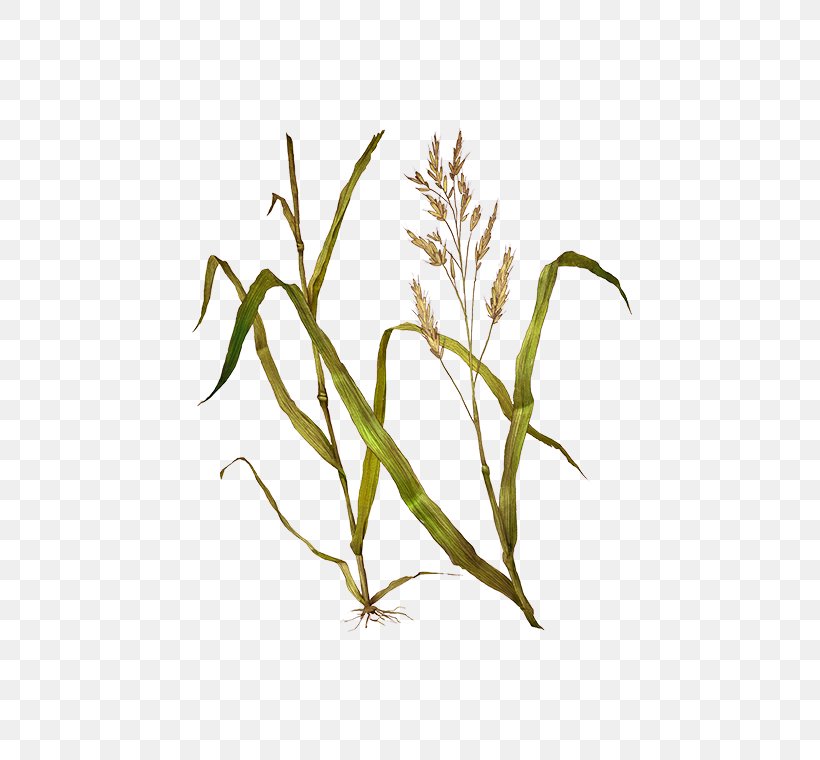 Festuca Pratensis Sweet Grass Timothy-grass Hay Emmer, PNG, 472x760px, Sweet Grass, Avena, Branch, Commodity, Dinkel Wheat Download Free