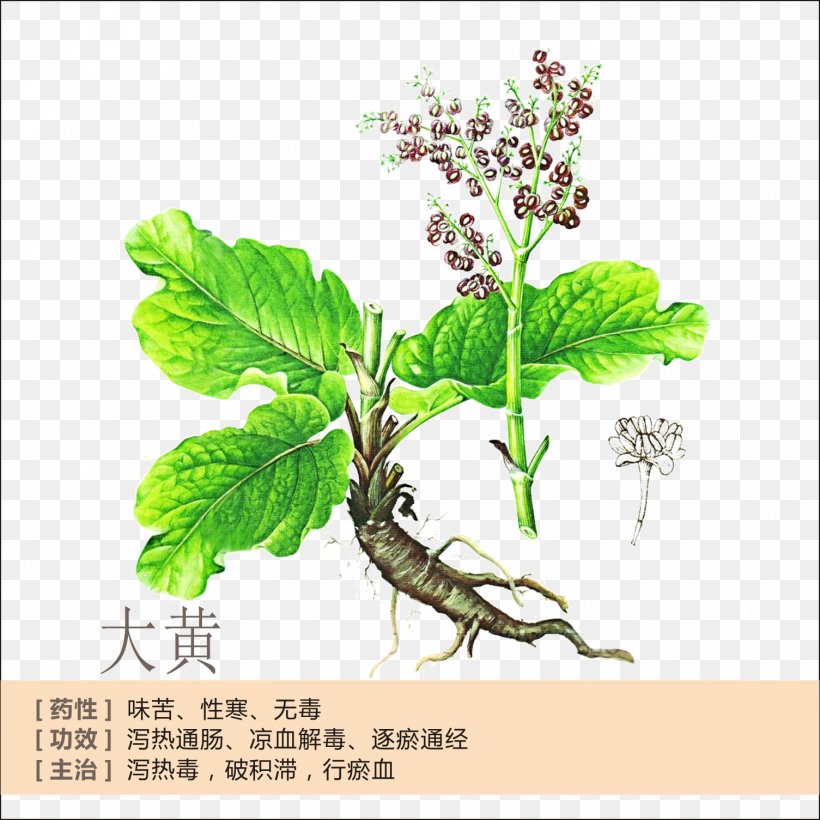 Garden Rhubarb Tea Rheum Palmatum Rhubarb Extract Herb, PNG, 1505x1505px, Garden Rhubarb, Black Tea, Branch, Chinese Herbology, Crude Drug Download Free