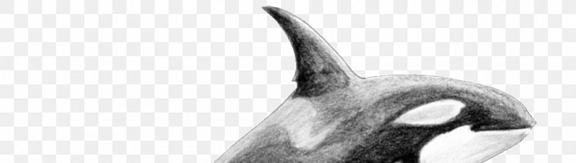 Marine Mammal Killer Whale Nose White Beak, PNG, 940x266px, Marine Mammal, Beak, Black And White, Killer Whale, Mammal Download Free
