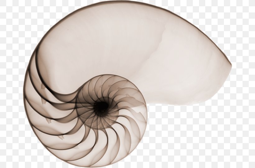 Nautilidae Mollusc Shell Seashell Chambered Nautilus X-ray, PNG, 674x540px, Nautilidae, Ammonites, Cephalopod, Chambered Nautilus, Eye Download Free
