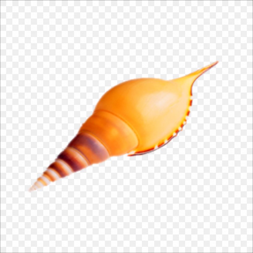 Seashell Sea Snail Conch, PNG, 1773x1773px, Seashell, Beach, Conch, Helix, Lobatus Gigas Download Free