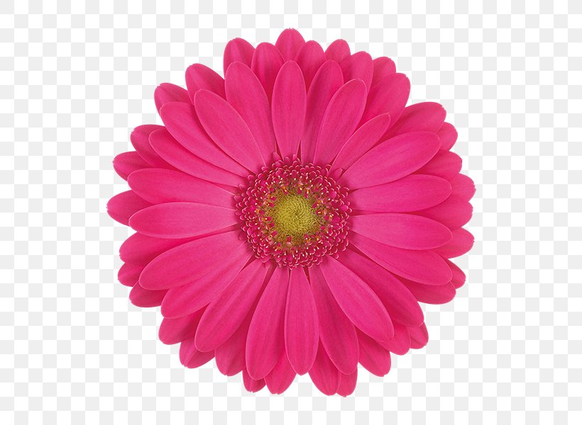 Transvaal Daisy Stock Photography Flower Chrysanthemum, PNG, 600x600px, Transvaal Daisy, Aster, Chrysanthemum, Chrysanths, Common Daisy Download Free