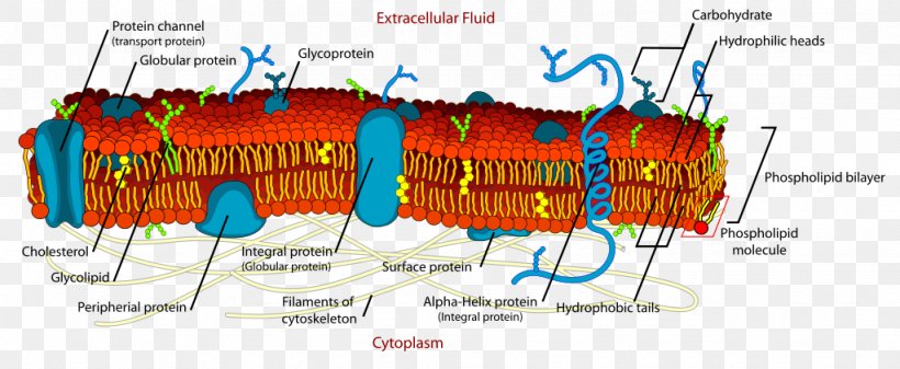 Cell Membrane Biological Membrane Lipid Bilayer, PNG, 1024x421px, Cell Membrane, Artificial Cell, Biological Membrane, Biology, Cell Download Free