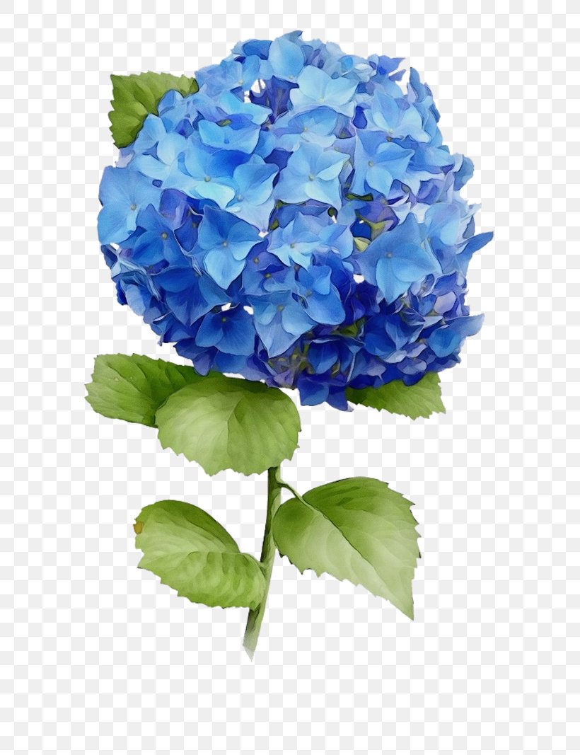 French Hydrangea Watercolor Painting Hydrangea Painting Flower, PNG, 800x1067px, Watercolor, Blue, Canvas, Canvas Print, Cornales Download Free