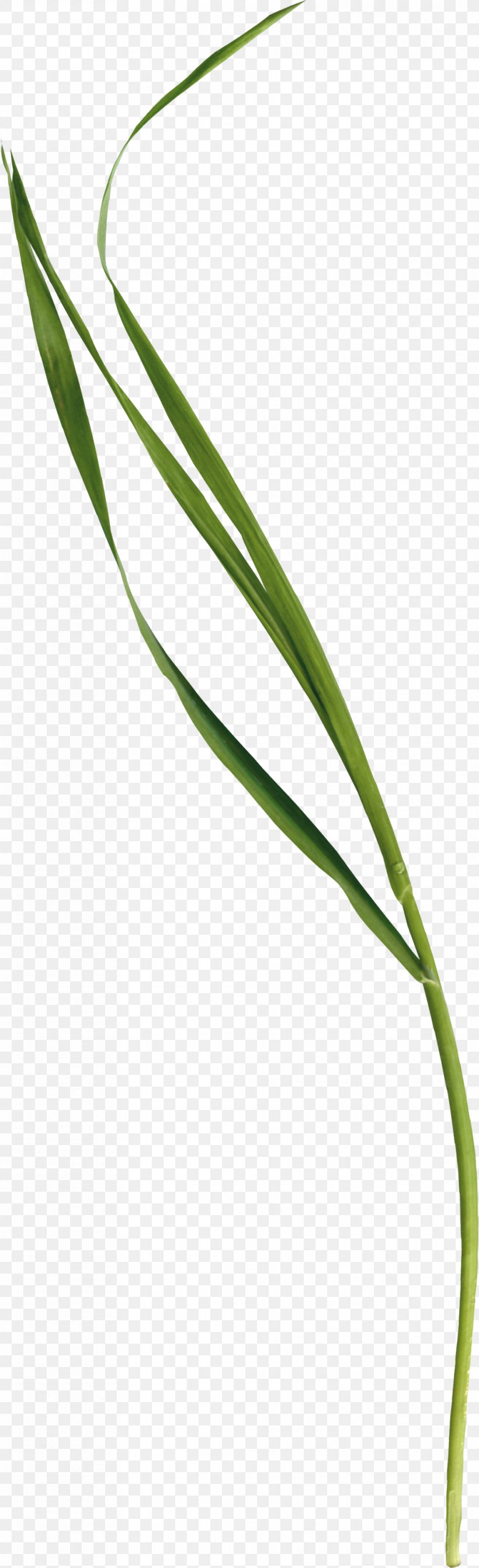 Grass, PNG, 1012x3313px, Plant, Cao Zhang, Cartoon, Grass, Grass Family Download Free