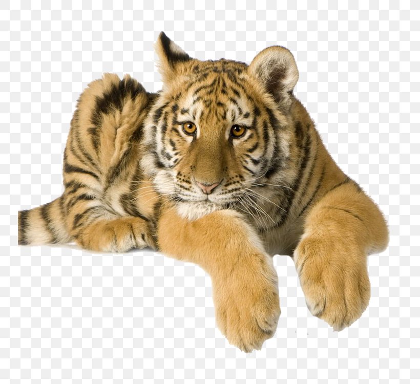 Tiger High-definition Video Stock Photography 1080p, PNG, 750x750px, Tiger, Big Cats, Camcorder, Carnivoran, Cat Like Mammal Download Free