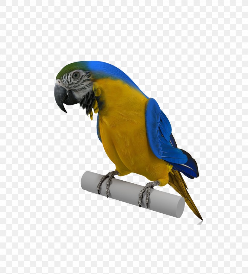 Budgerigar Parrot Bird, PNG, 1984x2189px, Budgerigar, Animal, Beak, Bird, Common Pet Parakeet Download Free