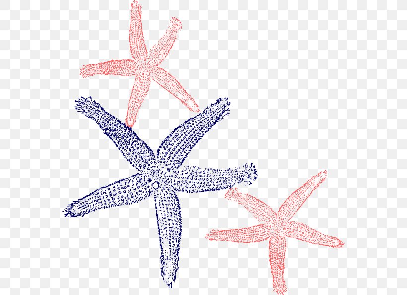 Marine Invertebrates Starfish Echinoderm Animal, PNG, 570x595px, Invertebrate, Animal, Echinoderm, Fish, Flipflops Download Free