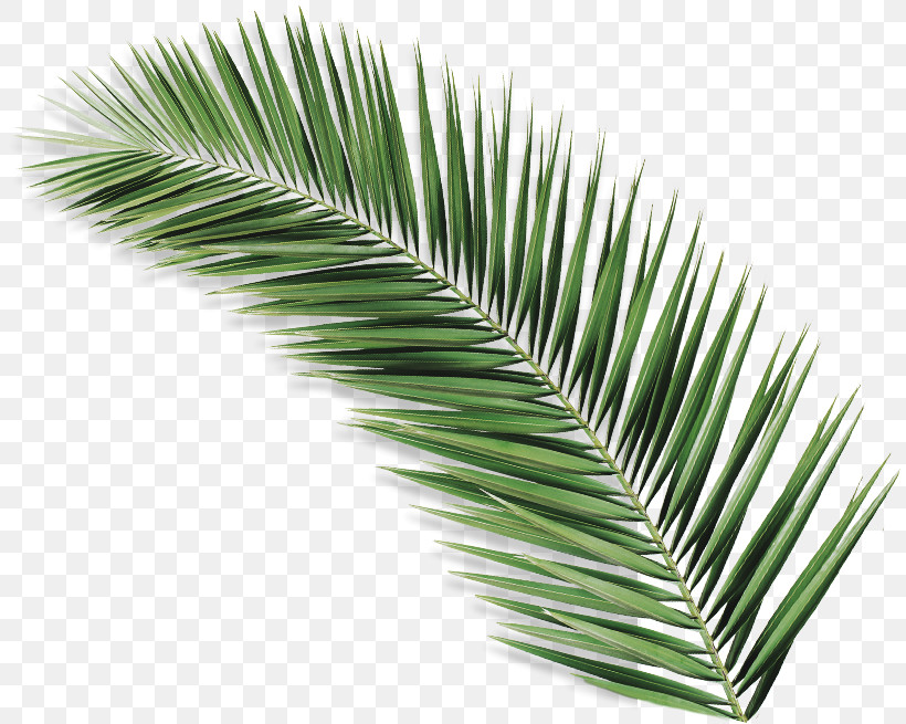 Palm Tree, PNG, 810x655px, Leaf, Arecales, Borassus Flabellifer, Cycad, Elaeis Download Free