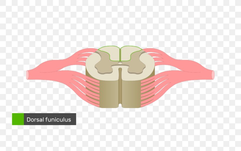 Spinal Cord Spinal Nerve Vertebral Column Anatomy Diagram, PNG, 770x514px, Spinal Cord, Anatomy, Brand, Cervical Vertebrae, Cross Section Download Free