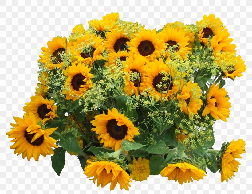 Common Sunflower Sunflower Oil Clip Art, PNG, 1280x988px, Common Sunflower, Annual Plant, Calendula, Chrysanths, Cut Flowers Download Free