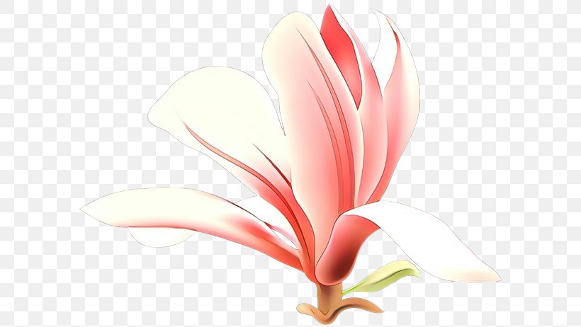 Petal Flower Plant Flowering Plant Pink, PNG, 600x462px, Cartoon, Anthurium, Flower, Flowering Plant, Magnolia Download Free