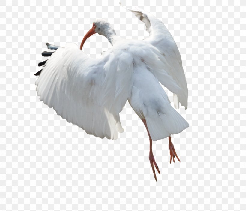 Image Desktop Wallpaper White Stork, PNG, 900x772px, White Stork, Beak, Bird, Calendar, Ciconiiformes Download Free