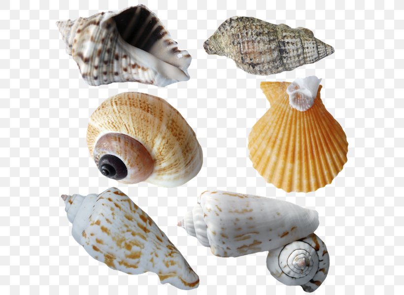 Seashell Molluscs Marine Clip Art, PNG, 600x600px, Seashell, Clams Oysters Mussels And Scallops, Cockle, Conch, Digital Image Download Free