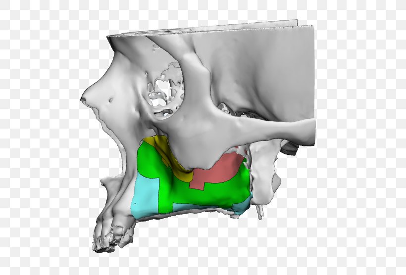 Bone Organism, PNG, 561x556px, Bone, Ear, Jaw, Joint, Nose Download Free