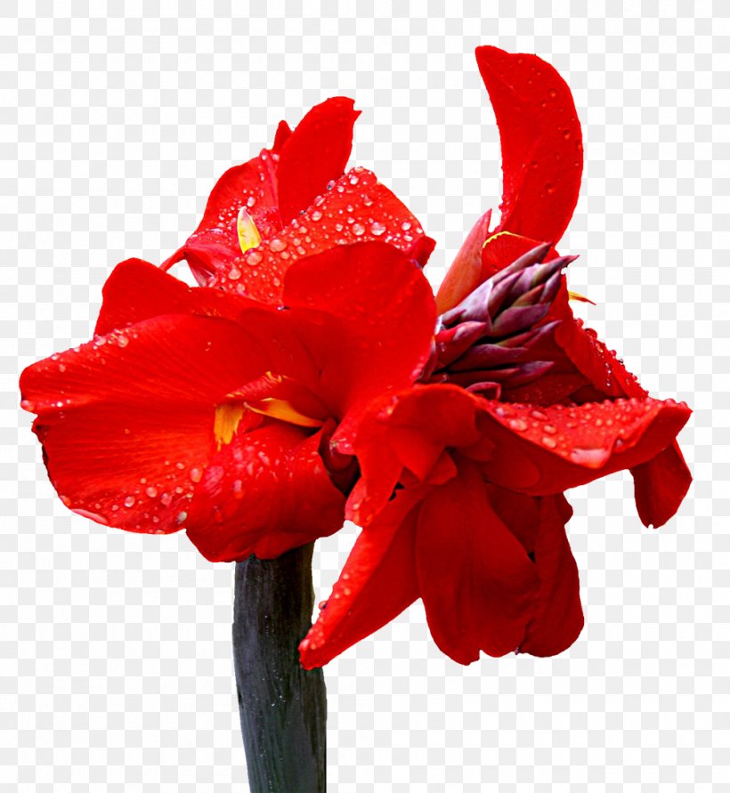 Cannabis Joint Paper, PNG, 1000x1087px, Cannabis, Amaryllis Belladonna, Amaryllis Family, Canna, Canna Family Download Free