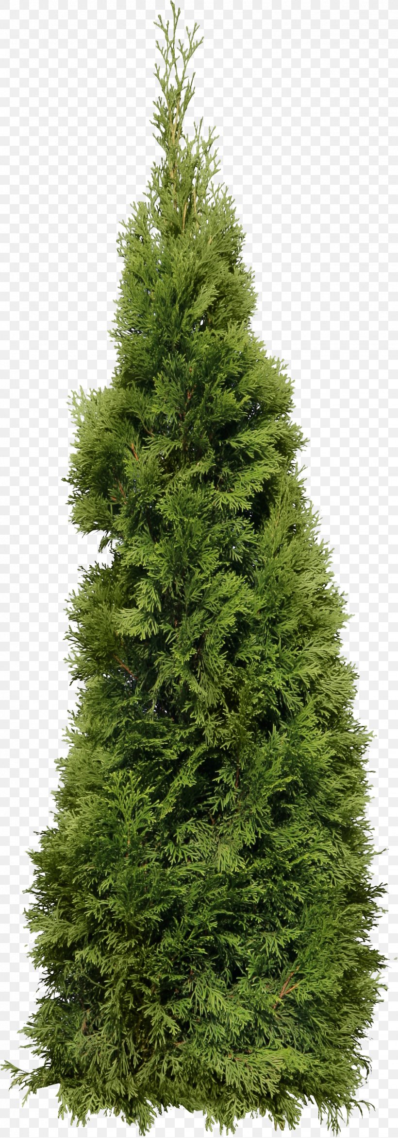 Cupressus Fir, PNG, 1130x3227px, Fir, Adobe Fireworks, Biome, Christmas Decoration, Christmas Tree Download Free