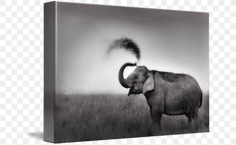 Indian Elephant African Elephant Cattle Mammal, PNG, 650x503px, Indian Elephant, African Elephant, Animal, Black, Black And White Download Free