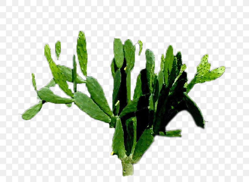 Leaf Vegetable Flowerpot Herb Plant Stem, PNG, 700x600px, Leaf, Cactaceae, Cactus, Flowerpot, Grass Download Free