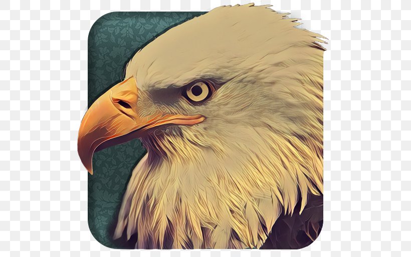 Bald Eagle Beak Close-up, PNG, 512x512px, Bald Eagle, Accipitriformes, Beak, Bird, Bird Of Prey Download Free