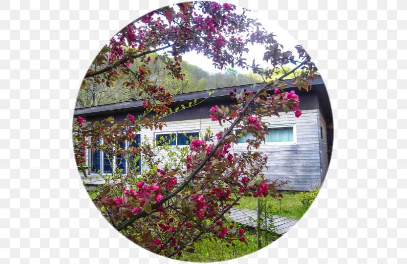 Caroux-Espinouse Monts De Lacaune Les Terrasses De L'Agout Accommodation, PNG, 532x532px, Accommodation, Apartment, Blossom, Chalet, Flora Download Free