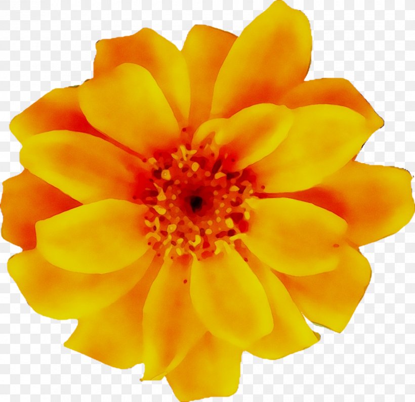Floral Design Flower Clip Art Image, PNG, 1070x1038px, Floral Design, Abstract Art, Art, Artificial Flower, Cut Flowers Download Free