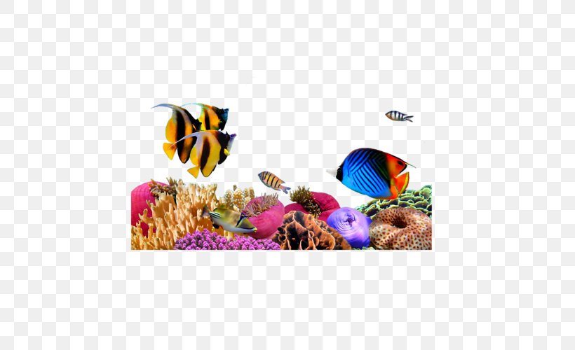 Marine Biology Sea Underwater Algae, PNG, 500x500px, Marine Biology, Algae, Coral, Coral Reef Fish, Fish Download Free