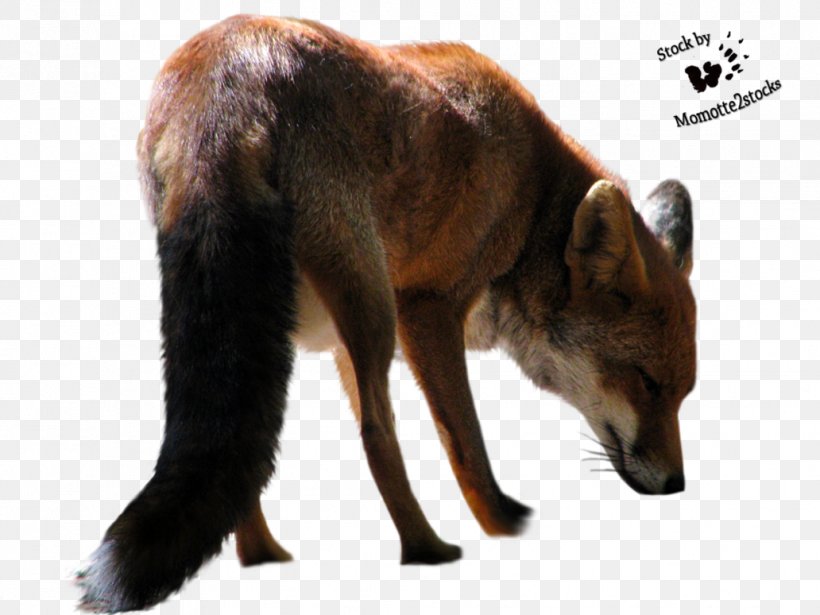 Red Fox Arctic Fox Black Flying Fox, PNG, 1032x774px, Fox, Dhole, Dog Like Mammal, Fauna, Fur Download Free