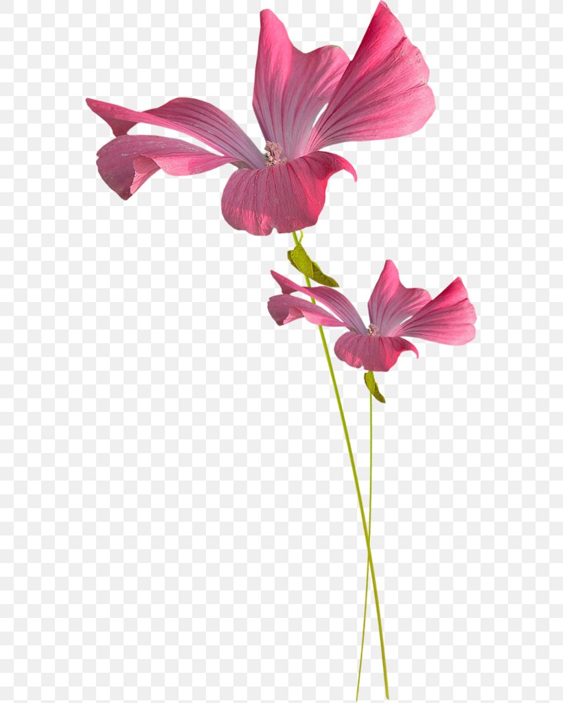 Watercolor: Flowers Descubre Image Photograph, PNG, 571x1024px, 2018, Flower, Allah, Botany, Cut Flowers Download Free