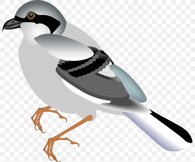 Bird Flight Sparrow Bird Flight Clip Art, PNG, 800x683px, Bird, American Sparrows, Beak, Bird Flight, Charadriiformes Download Free