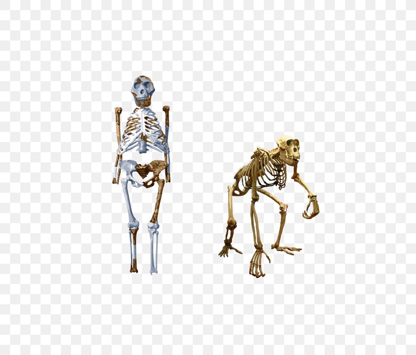 Chimpanzee Neanderthal Human Evolution Human Skeleton, PNG, 500x700px, Chimpanzee, Adaptation, Anatomy, Bipedalism, Brain Size Download Free