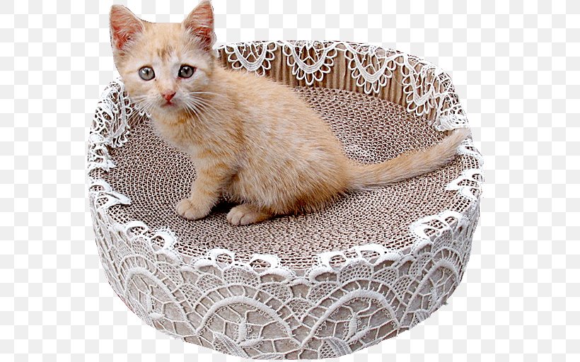 European Shorthair Dog Whiskers Domestic Short-haired Cat Jumbo, PNG, 600x512px, European Shorthair, Animal, Carnivoran, Cat, Cat Bed Download Free