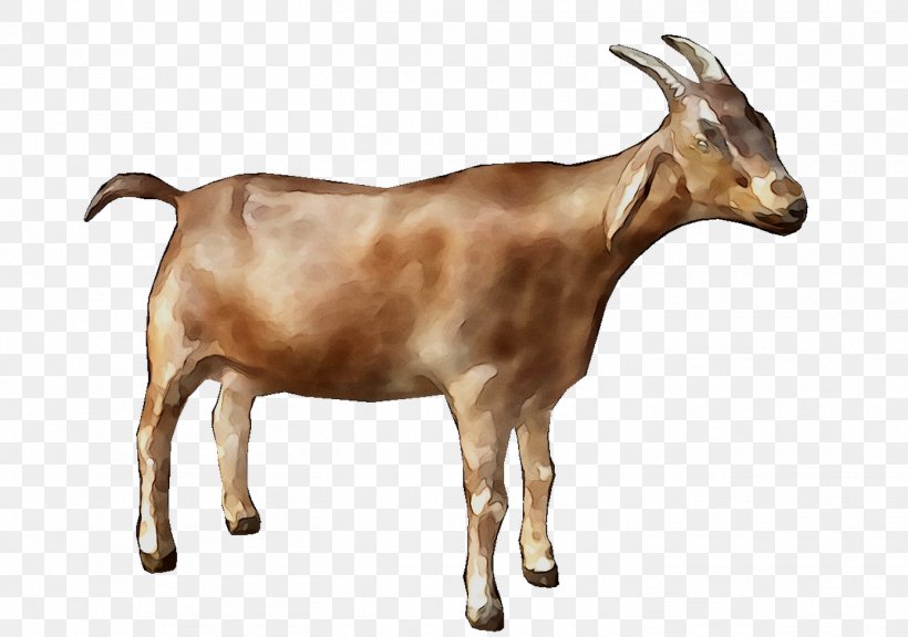 Fainting Goat Alpine Goat Oberhasli Goat Sheep Nigerian Dwarf Goat, PNG, 1452x1021px, Fainting Goat, Alpine Goat, Bovidae, Caprinae, Cowgoat Family Download Free