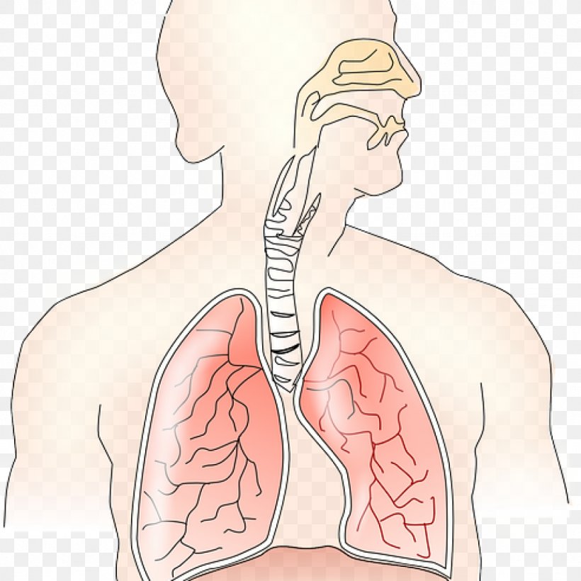 Respiratory System Breathing Exhalation Lung Inhalation, PNG, 1024x1024px, Watercolor, Cartoon, Flower, Frame, Heart Download Free