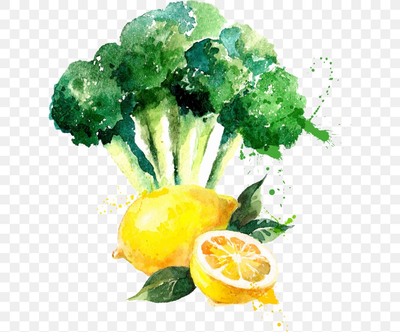Watercolor Painting Drawing Broccoli, PNG, 622x682px, Watercolor Painting, Art, Broccoli, Citric Acid, Citrus Download Free
