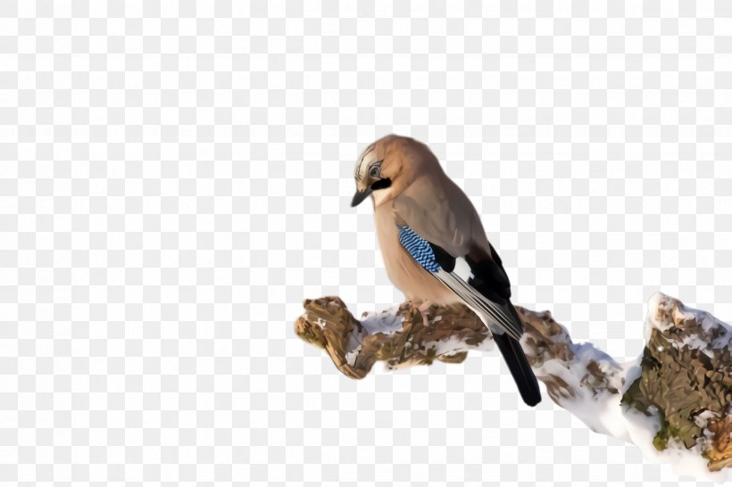 Bird Jay Beak Perching Bird Songbird, PNG, 2448x1632px, Bird, Beak, Bluebird, Finch, Jay Download Free