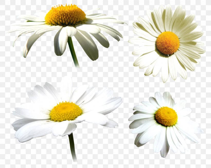 Common Daisy Roman Chamomile Oxeye Daisy Clip Art, PNG, 1600x1277px, Common Daisy, Chamaemelum Nobile, Chamomile, Chamomiles, Chrysanthemum Download Free