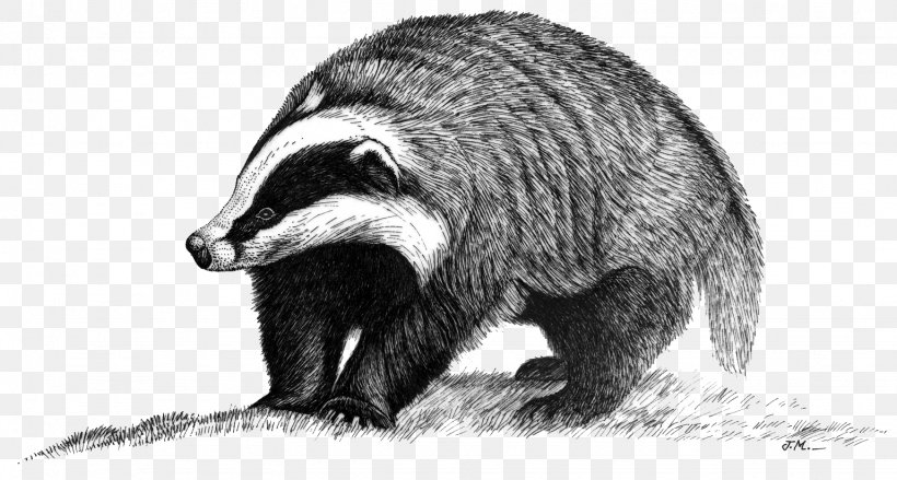 European Badger Raccoon Animal Peguerinos, PNG, 1536x823px, Badger, Animal, Bear, Black And White, Carnivoran Download Free