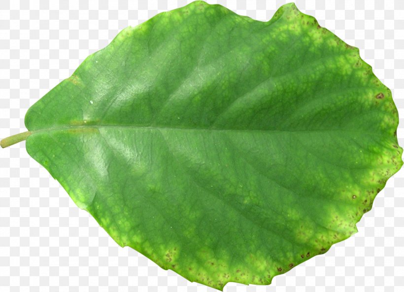 Plant Pathology Leaf, PNG, 1557x1125px, Plant Pathology, Leaf, Pathology, Plant Download Free