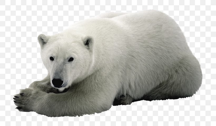 Baby Polar Bear Arctic Fox, PNG, 770x478px, Polar Bear, Animal, Arctic, Arctic Fox, Baby Polar Bear Download Free