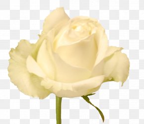 Rosas Blancas Images, Rosas Blancas PNG Transparente, Descarga gratuita