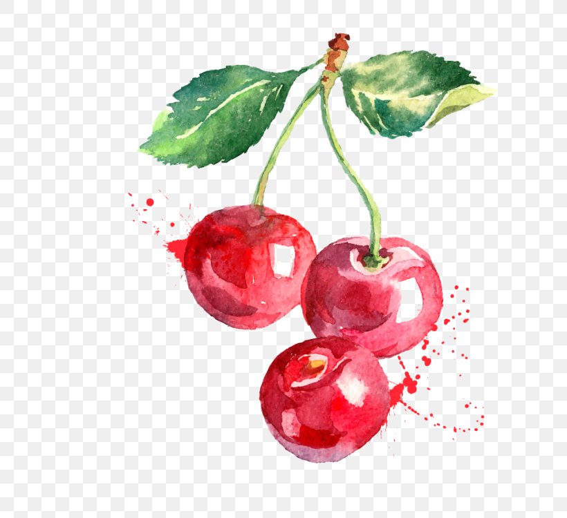Cherry Watercolor Painting Drawing, PNG, 750x750px, Cherry, Berry, Cranberry, Drawing, Food Download Free