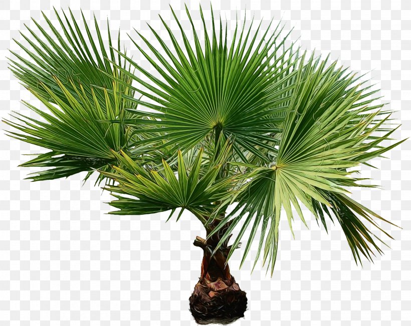 Woody Plant Houseplant - Palm Tree PNG
