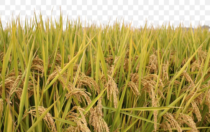 Rice Paddy Field, PNG, 1024x645px, Rice, Agriculture, Cereal, Chrysopogon Zizanioides, Commodity Download Free