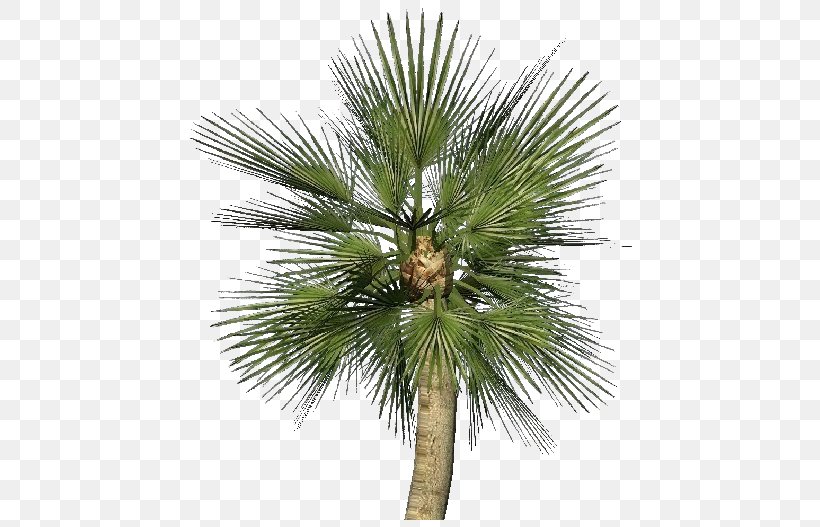Asian Palmyra Palm Chamaerops Humilis Sabal Palm Arecaceae Plant, PNG, 750x527px, Asian Palmyra Palm, Arecaceae, Arecales, Borassus, Borassus Flabellifer Download Free