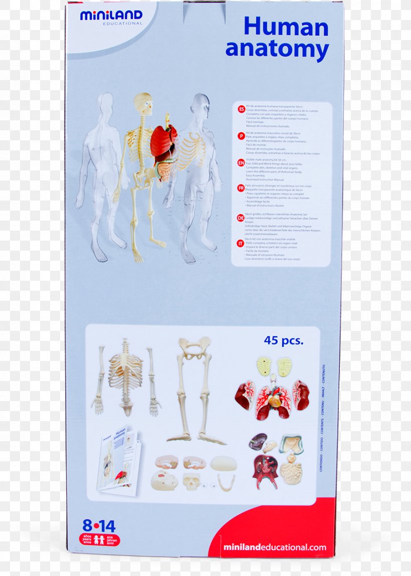 Human Anatomy Human Skeleton Homo Sapiens Organism, PNG, 900x1262px, Human Anatomy, Anatomy, Centimeter, Education, Game Download Free