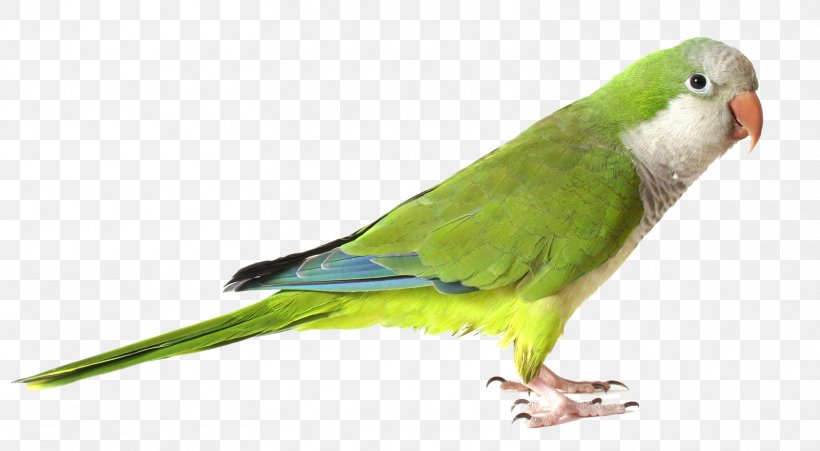 Monk Parakeet Parrot Bird Green, PNG, 1575x867px, Monk Parakeet, Beak, Bird, Birdcage, Cage Download Free