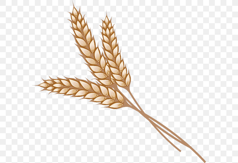 Wheat, PNG, 600x563px, Wheat, Barley, Cereal, Cereal Germ, Crop Download Free