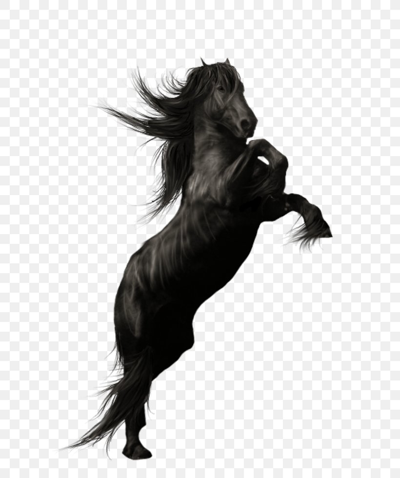 Friesian Horse Andalusian Horse American Quarter Horse Stallion, PNG, 608x980px, Friesian Horse, American Quarter Horse, Andalusian Horse, Animal, Black Download Free