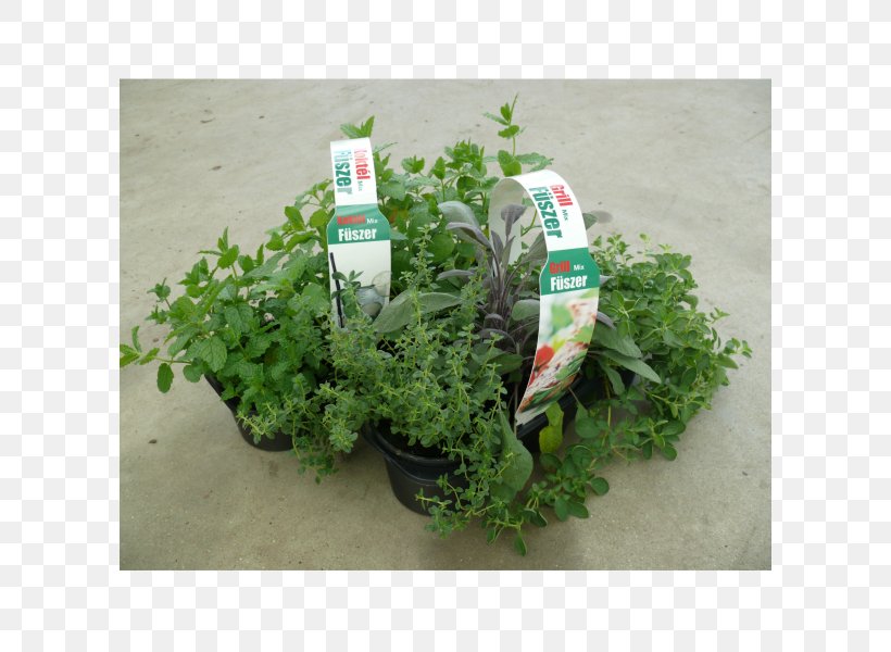 Herb Leaf Vegetable Flowerpot, PNG, 600x600px, Herb, Flowerpot, Grass, Leaf Vegetable, Plant Download Free